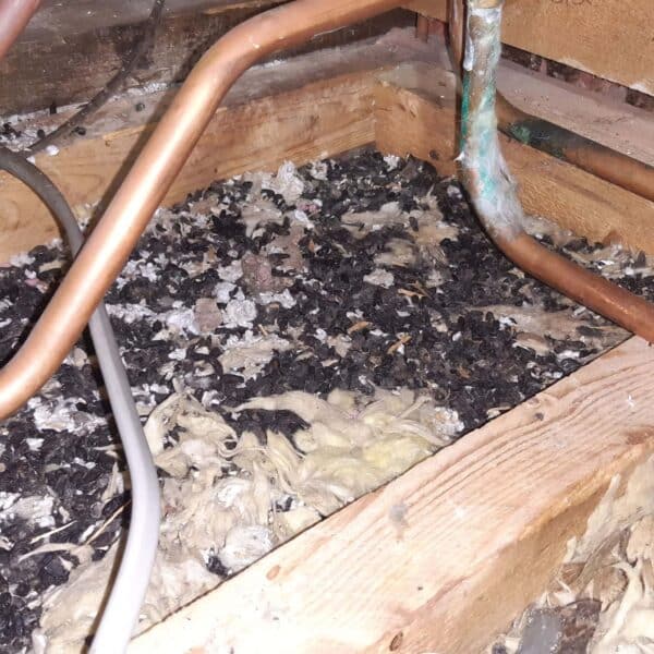 4 insulation removed showing rat droppings