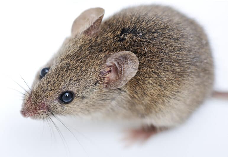 loft mice and rats removal