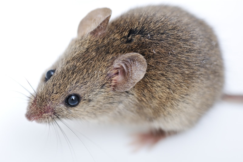 What pests your loft can be hiding