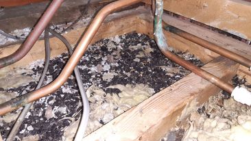How do I decontaminate my loft and insulation after infestation?